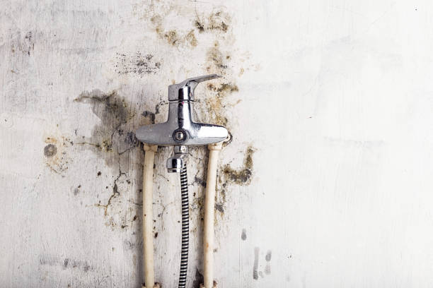 Best DIY Mold Remediation Support Services in Ofallon, MO