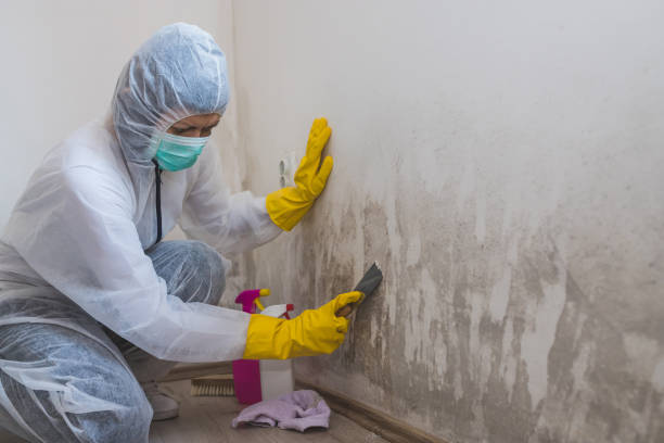 Best Post-Flood Mold Remediation in Ofallon, MO