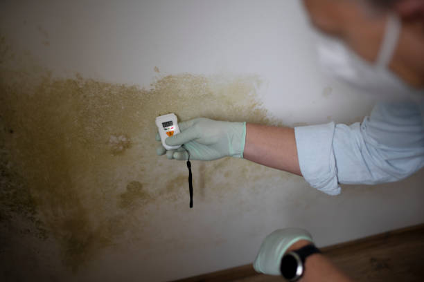 Best Mold Remediation for Specific Building Types in Ofallon, MO