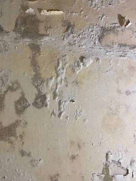 Best Basement Mold Remediation in Ofallon, MO