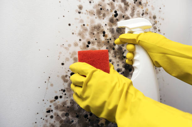 Best Attic Mold Remediation in Ofallon, MO