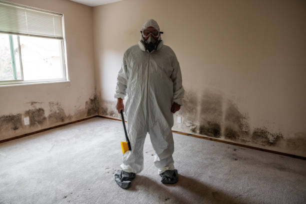 Best Bathroom Mold Remediation in Ofallon, MO