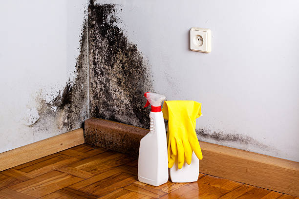 Best Kitchen Mold Remediation in Ofallon, MO