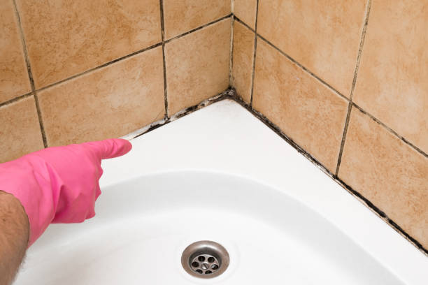 Best Crawl Space Mold Remediation in Ofallon, MO